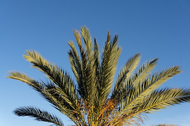 Palm tree against blue sky