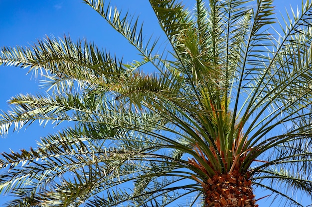 青い夏の空を背景にヤシの木