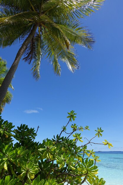 Foto palmera contro un cielo blu limpido