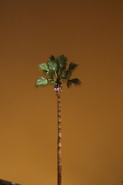 Palm tree against sky