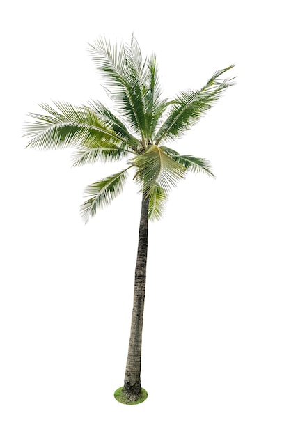Palm tree against white background