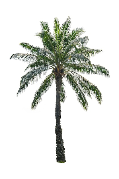 Photo palm tree against white background
