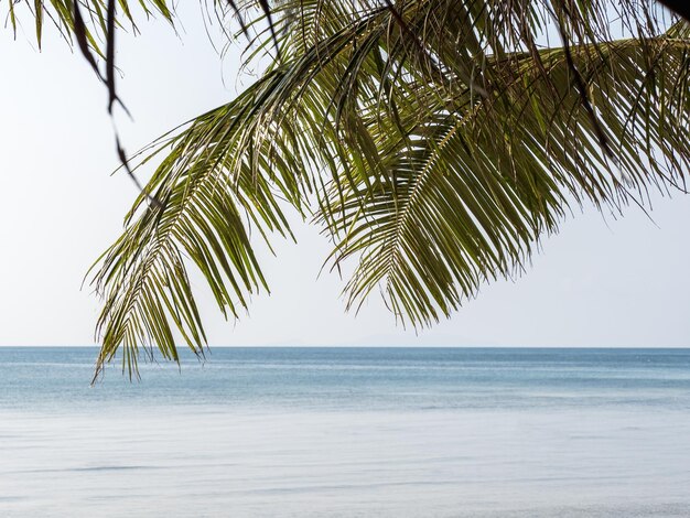 写真 パームの木と美しい白い砂浜