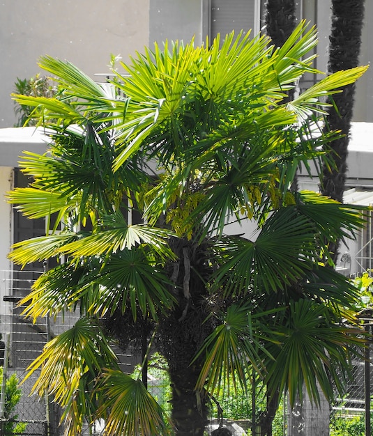 Foto palma (areaceae)