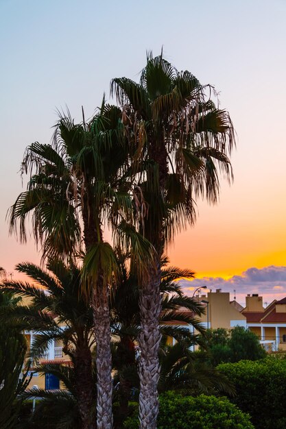 Palm tree on background of evening sunset