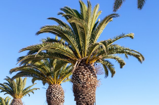 Palm tree in the background of the gray sky