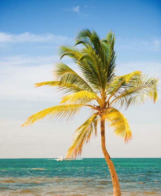 Palm tree on the background of the sea and sky.