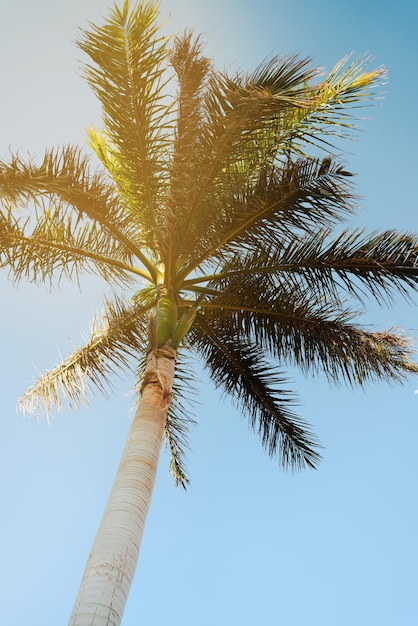 Palm tree on the background of the sunset sky