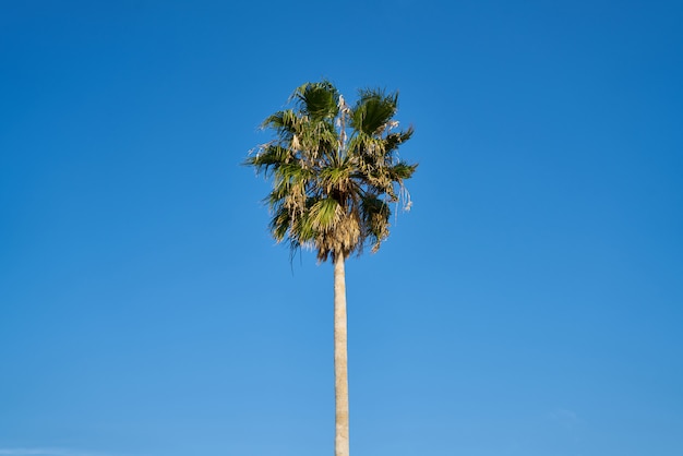 Palm Tree Background