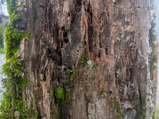 Palm tree bark in moss Moss on the bark of an old tree Botany Organics