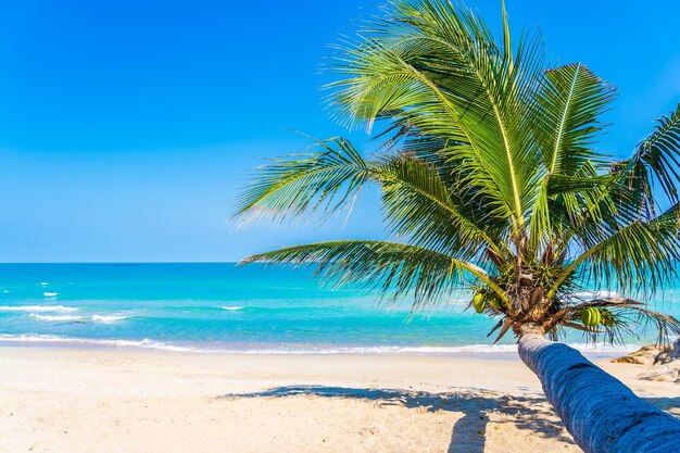 Palm tree on beach against blue sky