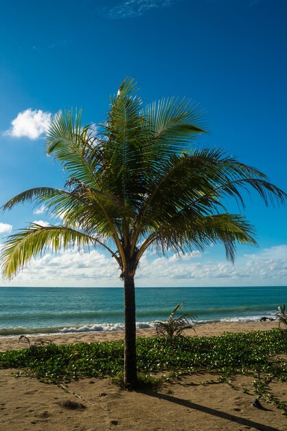 Palm tree on beach against blue sky