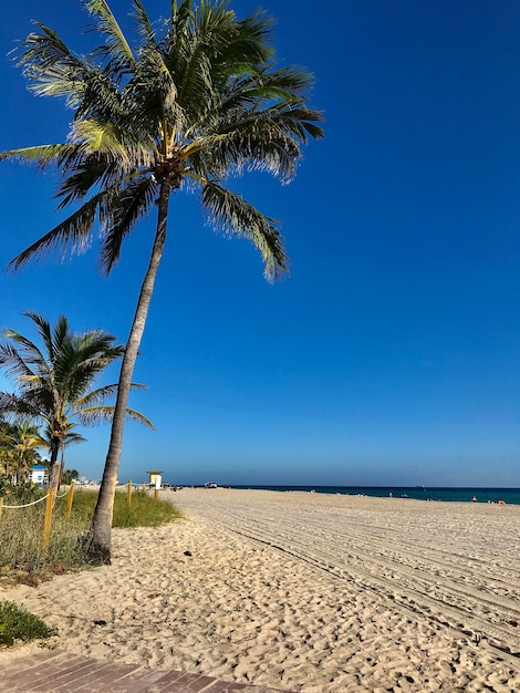 Palm tree on beach against clear blue sky