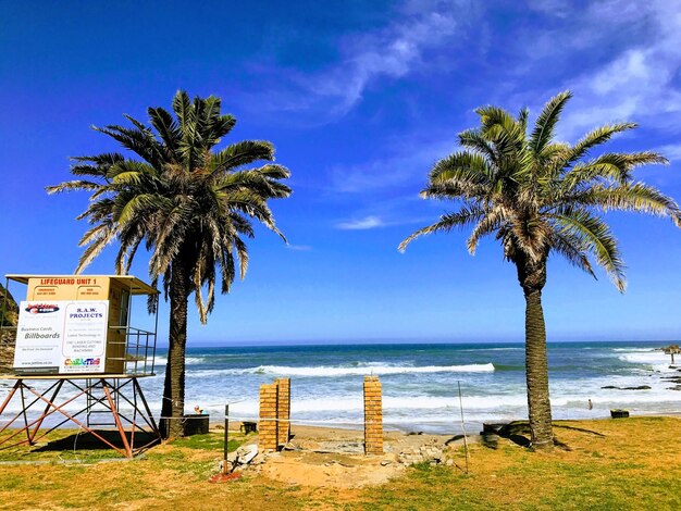 Palm tree on beach against sky