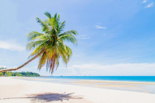 Palm tree on beach against sky