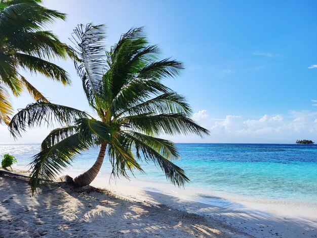 Palm tree on beach against sky