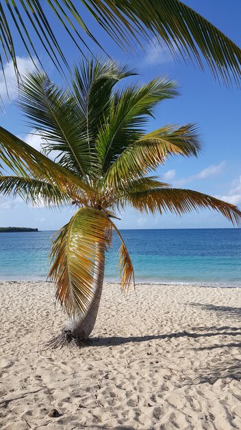 Foto palmera sulla spiaggia contro il cielo