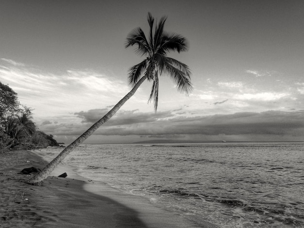 Palm tree on beach against sky