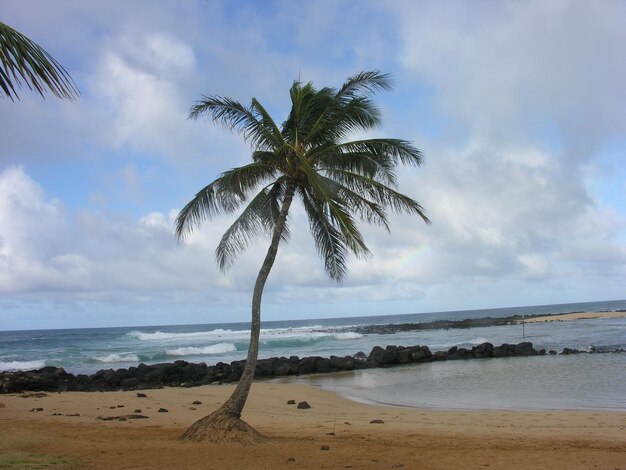 Palm tree on beach against sky