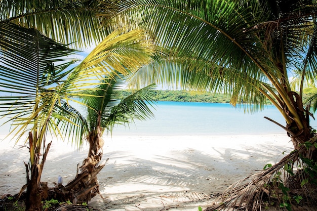 Palm tree on beach at the sea with sunlight.