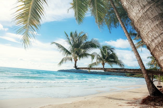 Palm tree on beach at sunlight