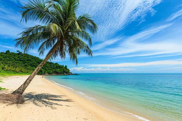 Photo a palm tree on a beach with a blue sky and clouds