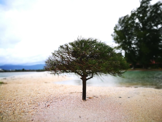 Foto palme sulla spiaggia