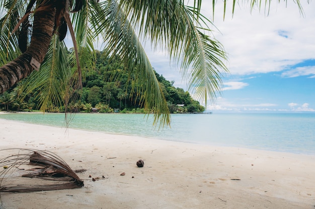 Palm tree on beach.