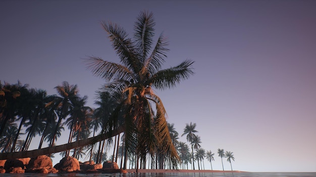 A palm tree on the beach