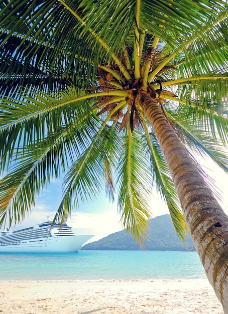 A palm tree on a beach