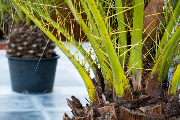 黒い植木鉢のヤシの木