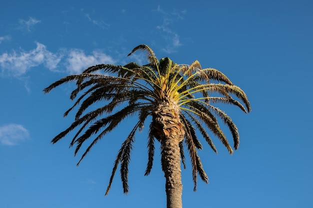 Palm Tree Blowing In The Wind Tenerife Canary Islands Spain