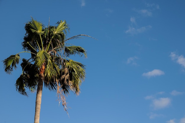 Palm Tree Blowing In The Wind