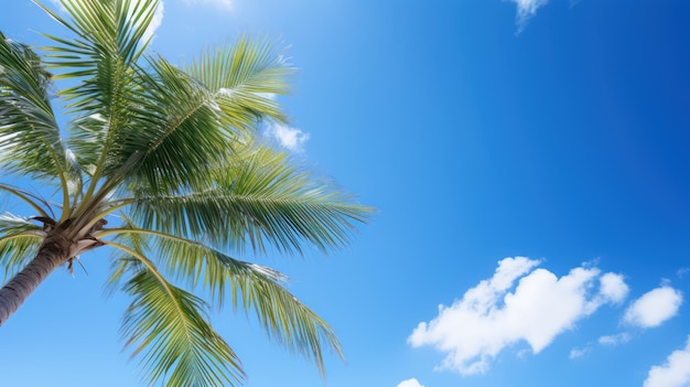 Palm tree and blue sky background