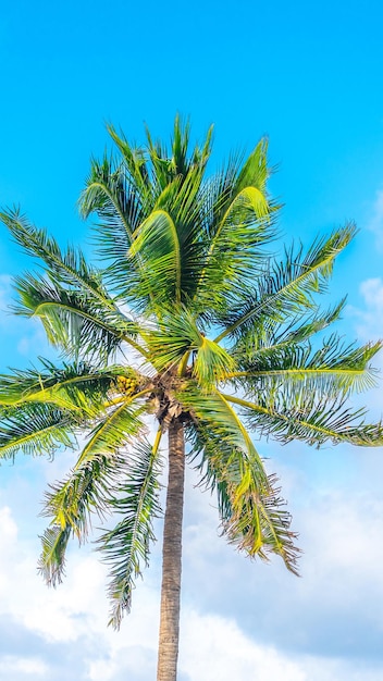 Palm tree on blue sky with clouds