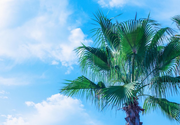 Palm tree on blue sky