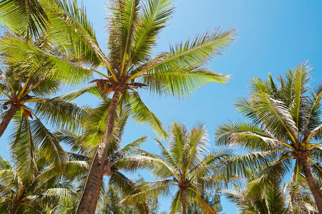 Palm tree on blue sky