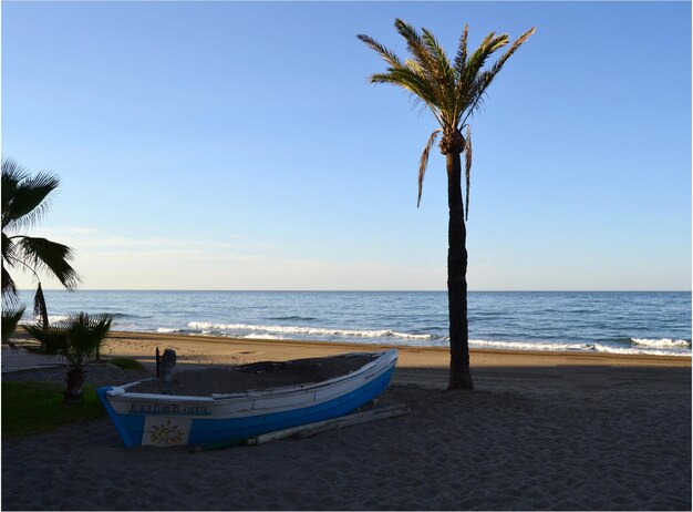 A palm tree a boat and the sea