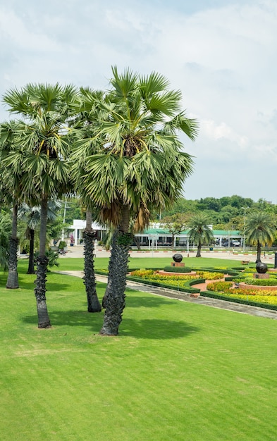 Palm tree or Borassus flabellifer