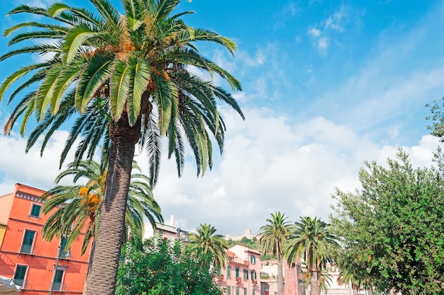 Palm tree in Bosa main square