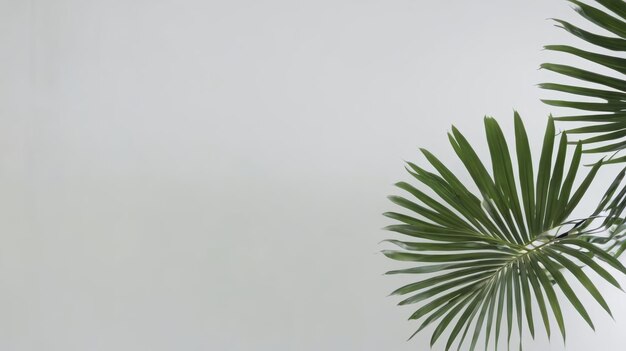 Palm Tree Branch Against White Wall