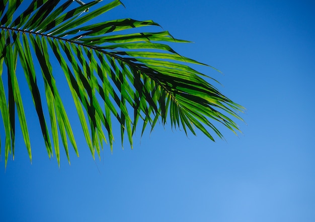 写真 ヤシの木の枝やココナッツの葉と晴れた青空の上で晴れた日。