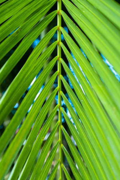 Palm tree branch in the tropics under the open sky.