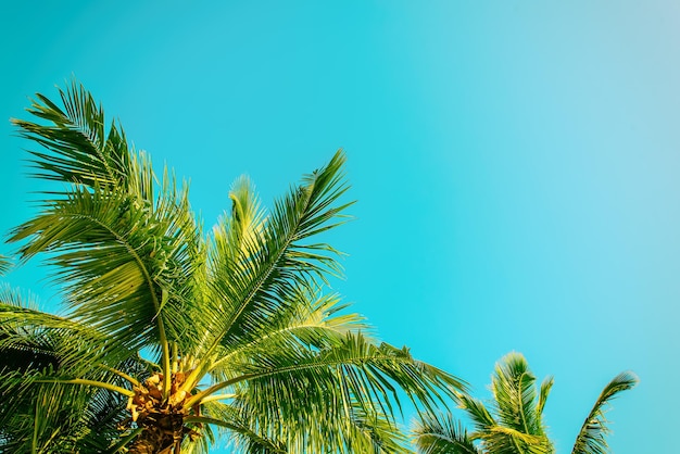 Palm tree branches over blue sky, tropical background with copyspace