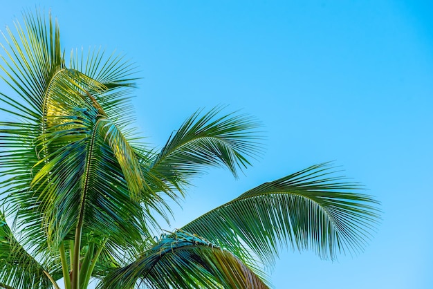 Palm tree branches over blue sky tropical background with copyspace