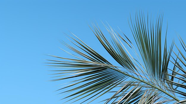 Palm tree branches and leaves background for text