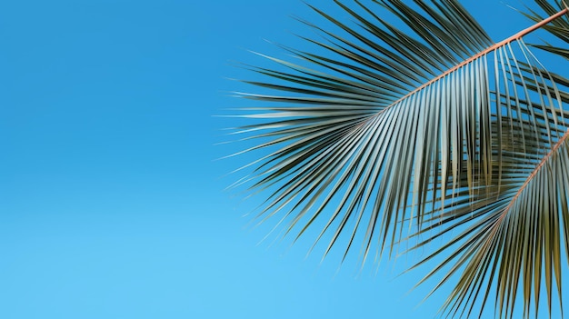 Palm tree branches and leaves background for text