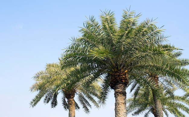 Palm tree and bright sky background