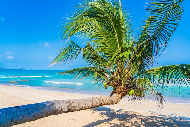 Palm tree by sea against blue sky