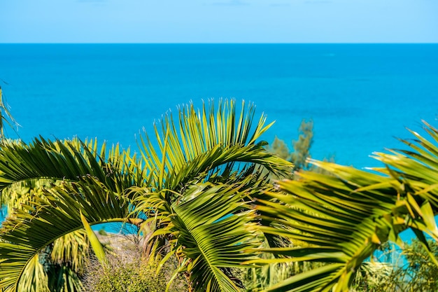 Foto palme sul mare contro un cielo blu limpido